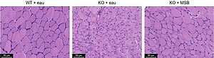 Coupes de muscles de souris sauvage (WT) ou dépourvues de MTM1 (KO), sans (eau) ou avec une supplémentation en précurseur de vitamine K. © Charlotte Gineste/IGBMC